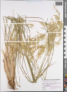 Deschampsia, Eastern Europe, Belarus (E3a) (Belarus)