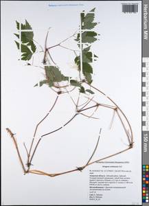 Clematis ochotensis (Pall.) Poir., Siberia, Russian Far East (S6) (Russia)