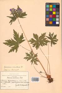 Geranium erianthum DC., Siberia, Russian Far East (S6) (Russia)