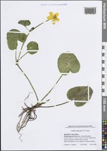 Caltha palustris var. radicans (T.F.Forst.) Beck, Eastern Europe, North-Western region (E2) (Russia)