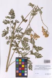 Selinum carvifolia (L.) L., Eastern Europe, Moscow region (E4a) (Russia)