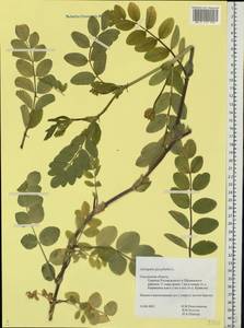 Astragalus glycyphyllos L., Eastern Europe, Western region (E3) (Russia)