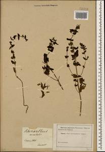 Rhynchocorys orientalis (L.) Benth., Caucasus (no precise locality) (K0)