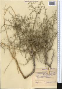Convolvulus erinaceus Ledeb., Middle Asia, Karakum (M6) (Turkmenistan)