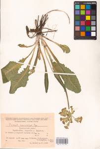 Primula veris subsp. macrocalyx (Bunge) Lüdi, Crimea (KRYM) (Russia)