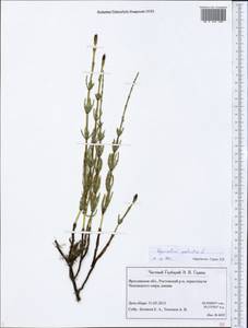 Equisetum palustre L., Eastern Europe, Central forest region (E5) (Russia)