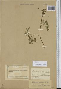 Corydalis subjenisseensis E. M. Antipova, Siberia, Altai & Sayany Mountains (S2) (Russia)