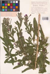 Epilobium hirsutum L., Eastern Europe, Lower Volga region (E9) (Russia)