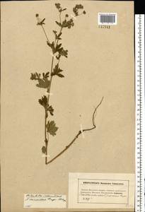 Potentilla intermedia L., Eastern Europe, Moscow region (E4a) (Russia)