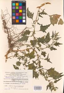 Oxybasis rubra (L.) S. Fuentes, Uotila & Borsch, Eastern Europe, Central region (E4) (Russia)