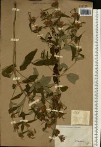 Phlomis herba-venti subsp. pungens (Willd.) Maire ex DeFilipps, Eastern Europe, North Ukrainian region (E11) (Ukraine)