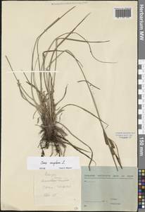 Carex cespitosa L., Eastern Europe, North-Western region (E2) (Russia)