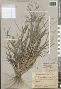 Eragrostis pilosa (L.) P.Beauv., Middle Asia, Western Tian Shan & Karatau (M3) (Kyrgyzstan)