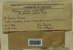 Pleurozium schreberi (Willd. ex Brid.) Mitt., Bryophytes, Bryophytes - Russian Far East (excl. Chukotka & Kamchatka) (B20) (Russia)