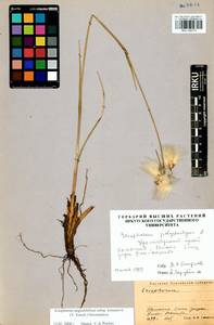 Eriophorum angustifolium subsp. komarovii (V.N.Vassil.) Vorosch., Siberia, Altai & Sayany Mountains (S2) (Russia)