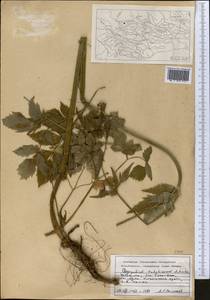Aegopodium tadshikorum Schischk., Middle Asia, Western Tian Shan & Karatau (M3) (Uzbekistan)