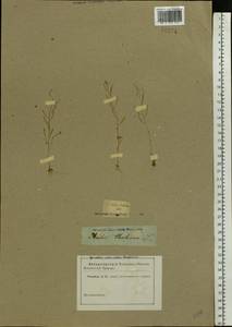 Arabidopsis thaliana (L.) Heynh., Eastern Europe, North-Western region (E2) (Russia)