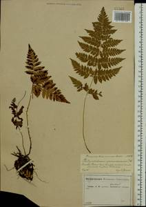 Dryopteris carthusiana (Vill.) H. P. Fuchs, Eastern Europe, Central forest-and-steppe region (E6) (Russia)