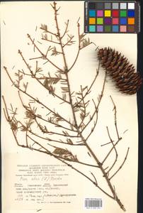 Picea abies (L.) H. Karst., Eastern Europe, Western region (E3) (Russia)