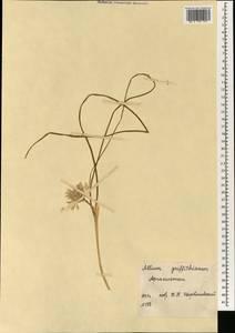 Allium griffithianum Boiss., South Asia, South Asia (Asia outside ex-Soviet states and Mongolia) (ASIA) (Afghanistan)