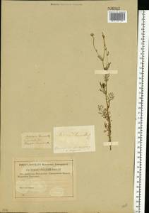 Matricaria chamomilla L., Eastern Europe, North-Western region (E2) (Russia)