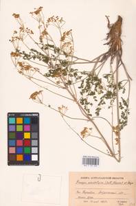 Prangos odontalgica (Pall.) Herrnst. & Heyn, Eastern Europe, Lower Volga region (E9) (Russia)