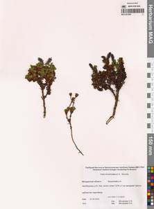 Salix khokhriakovii A.K.Skvortsov, Siberia, Chukotka & Kamchatka (S7) (Russia)