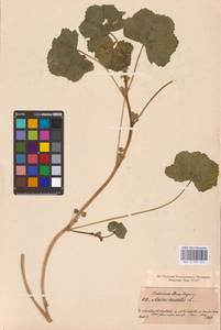 Malva pusilla Sm., Eastern Europe, North-Western region (E2) (Russia)