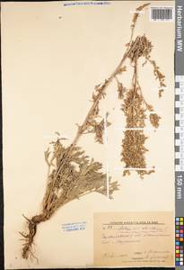 Artemisia absinthium L., Eastern Europe, Lower Volga region (E9) (Russia)