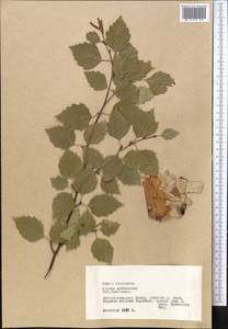 Betula tianschanica Rupr., Middle Asia, Pamir & Pamiro-Alai (M2) (Tajikistan)