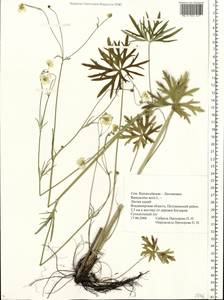 Ranunculus acris L., Eastern Europe, Central region (E4) (Russia)