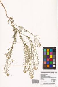 Descurainia sophia (L.) Webb ex Prantl, Eastern Europe, Lower Volga region (E9) (Russia)