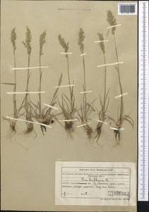 Poa bulbosa L., Middle Asia, Northern & Central Tian Shan (M4) (Kazakhstan)