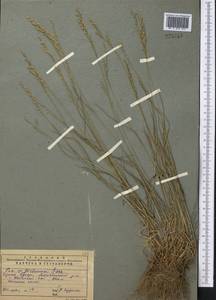 Puccinellia subspicata (V.I.Krecz.) V.I.Krecz. ex Ovcz. & Czukav., Middle Asia, Pamir & Pamiro-Alai (M2) (Uzbekistan)