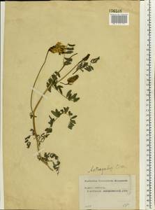 Astragalus cicer L., Eastern Europe, Moscow region (E4a) (Russia)