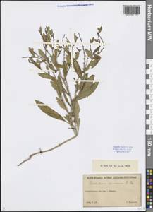 Euclidium syriacum (L.) W.T.Aiton, Middle Asia, Muyunkumy, Balkhash & Betpak-Dala (M9) (Kazakhstan)