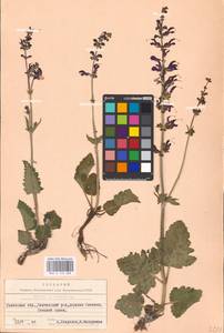 MHA 0 156 288, Salvia pratensis L., Eastern Europe, West Ukrainian region (E13) (Ukraine)