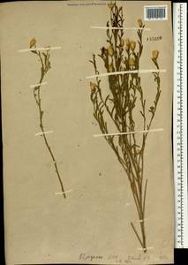 Rhaponticum repens (L.) Hidalgo, Mongolia (MONG) (Mongolia)