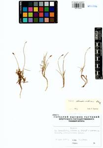Carex chordorrhiza L.f., Siberia, Baikal & Transbaikal region (S4) (Russia)