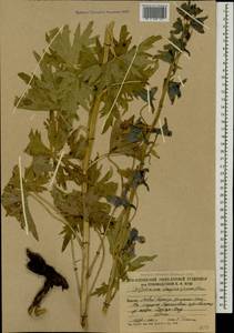 Delphinium dasycarpum Stev. ex DC., Caucasus, South Ossetia (K4b) (South Ossetia)