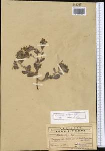 Arnebia obovata Bunge, Middle Asia, Pamir & Pamiro-Alai (M2) (Tajikistan)