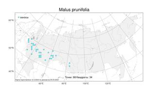 Malus prunifolia (Willd.) Borkh., Atlas of the Russian Flora (FLORUS) (Russia)