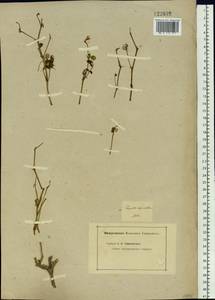 Zygophyllum pinnatum Cham. & Schltdl., Siberia, Altai & Sayany Mountains (S2) (Russia)