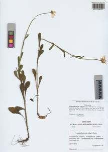 Leucanthemum vulgare Lam., Siberia, Altai & Sayany Mountains (S2) (Russia)