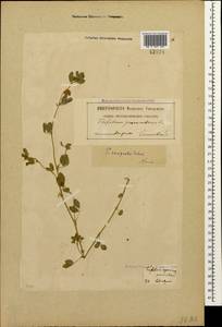 Trifolium campestre Schreb., Caucasus, Georgia (K4) (Georgia)