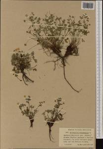 Potentilla heptaphylla L., Western Europe (EUR) (Poland)