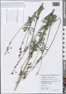 Onobrychis arenaria subsp. sibirica (Širj.) P.W.Ball, Siberia, Baikal & Transbaikal region (S4) (Russia)