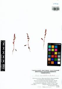 Rumex marschallianus Rchb., Siberia, Baikal & Transbaikal region (S4) (Russia)