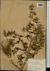 Xanthium spinosum L., Caucasus, Dagestan (K2) (Russia)