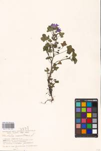 Malva sylvestris var. mauritiana (L.) Boiss., Eastern Europe, Moscow region (E4a) (Russia)